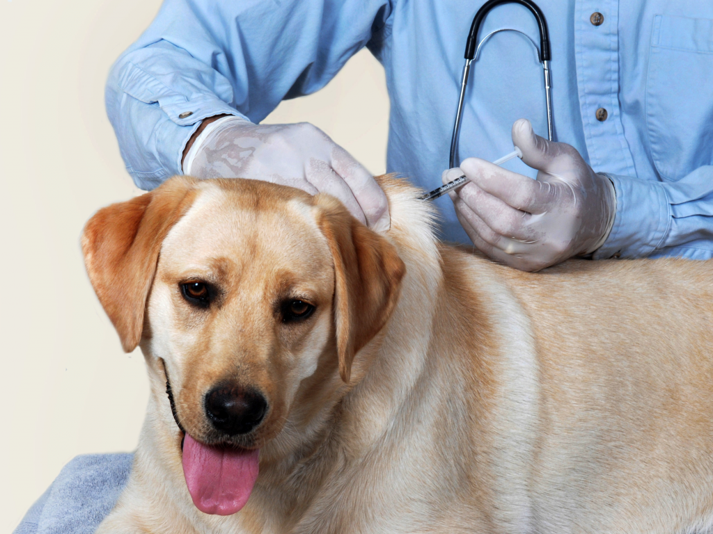chiens chats vaccination