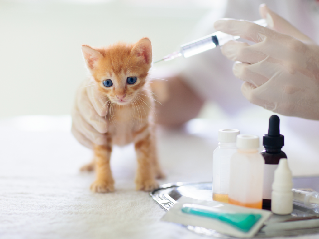 chiens chats vaccination